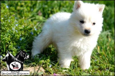 Les chiots de Berger Blanc Suisse