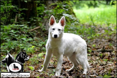 Les chiots de Berger Blanc Suisse