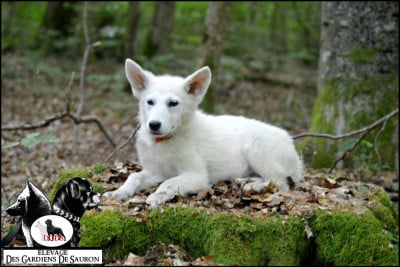 Les chiots de Berger Blanc Suisse