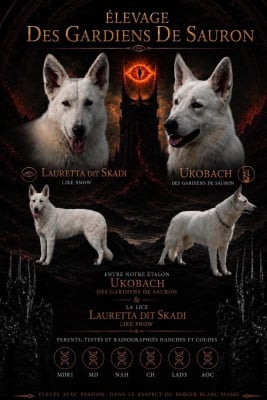 Les chiots de Berger Blanc Suisse