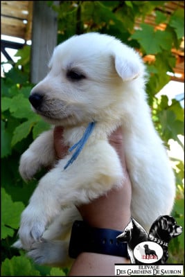 Les chiots de Berger Blanc Suisse