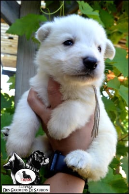Les chiots de Berger Blanc Suisse