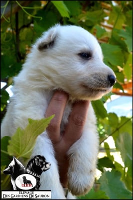 Les chiots de Berger Blanc Suisse