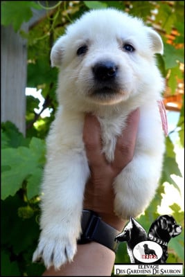 Les chiots de Berger Blanc Suisse