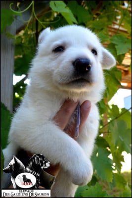 Les chiots de Berger Blanc Suisse