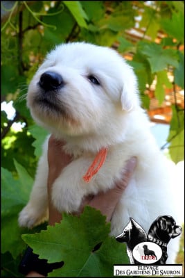 Les chiots de Berger Blanc Suisse