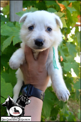Les chiots de Berger Blanc Suisse