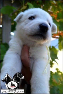 Les chiots de Berger Blanc Suisse