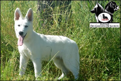 Les chiots de Berger Blanc Suisse