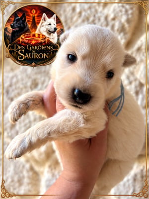 Les chiots de Berger Blanc Suisse
