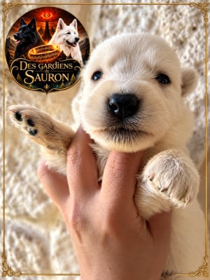 Les chiots de Berger Blanc Suisse