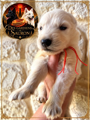 Les chiots de Berger Blanc Suisse