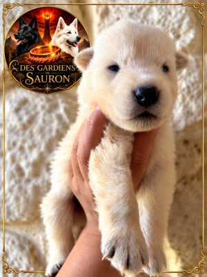 Les chiots de Berger Blanc Suisse