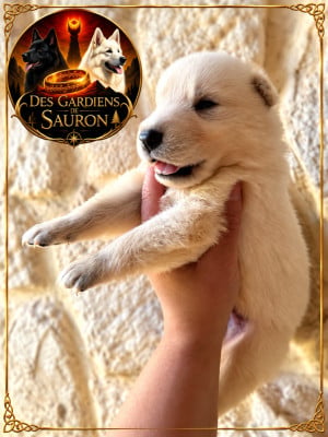 Les chiots de Berger Blanc Suisse