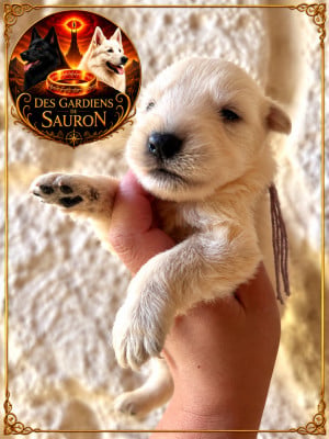 Les chiots de Berger Blanc Suisse