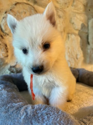 Les chiots de Berger Blanc Suisse