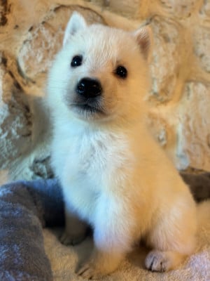 Les chiots de Berger Blanc Suisse