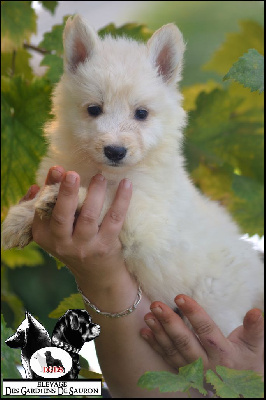 Les chiots de Berger Blanc Suisse