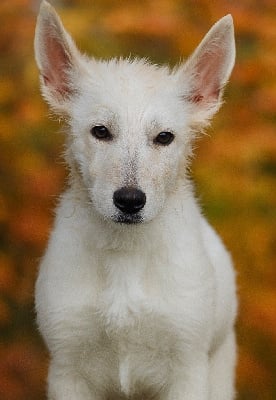 Les chiots de Berger Blanc Suisse