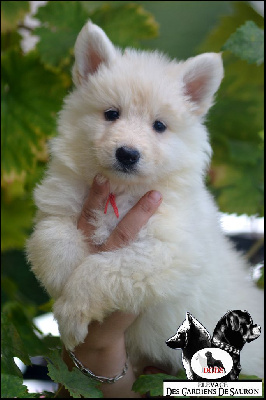 Les chiots de Berger Blanc Suisse