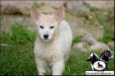 Les chiots de Berger Blanc Suisse