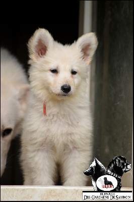Les chiots de Berger Blanc Suisse