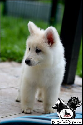 Les chiots de Berger Blanc Suisse
