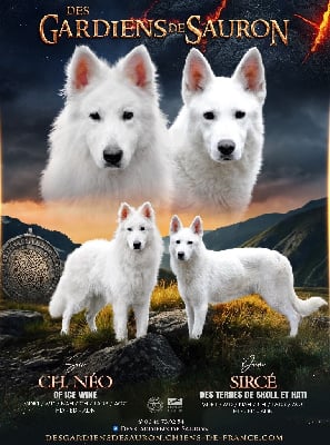 Berger Blanc Suisse