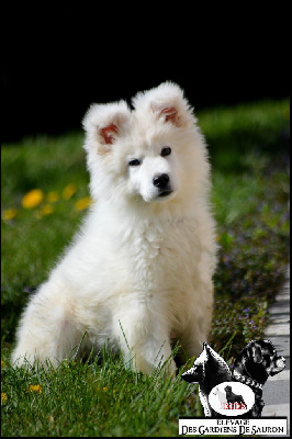 Les chiots de Berger Blanc Suisse