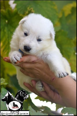 Les chiots de Berger Blanc Suisse
