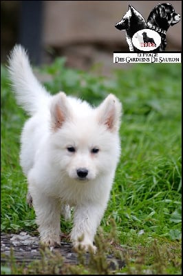 Les chiots de Berger Blanc Suisse