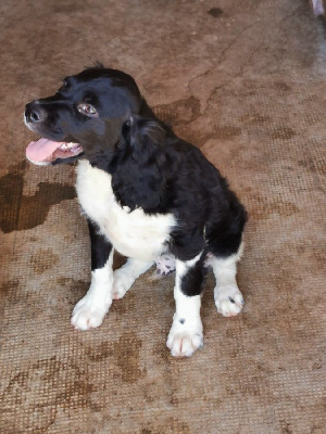 Les chiots de Epagneul Breton