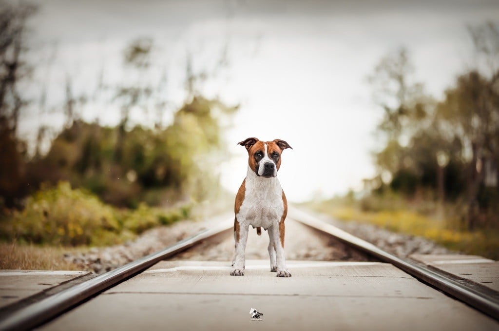 Burning Staff Shinning colors genius ast