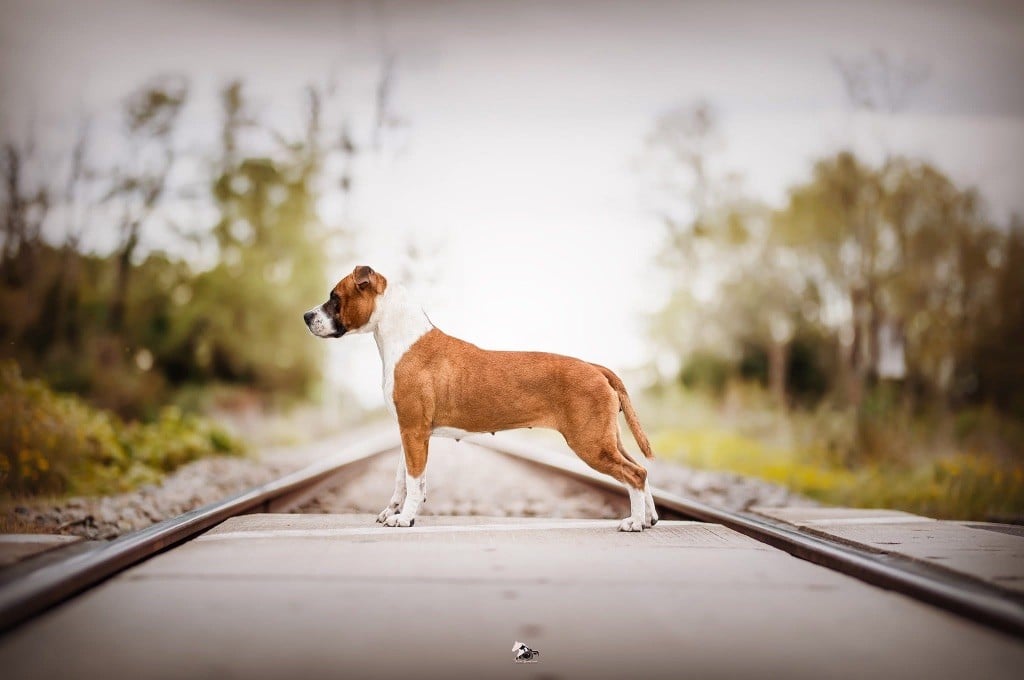 Burning Staff Shinning colors genius ast