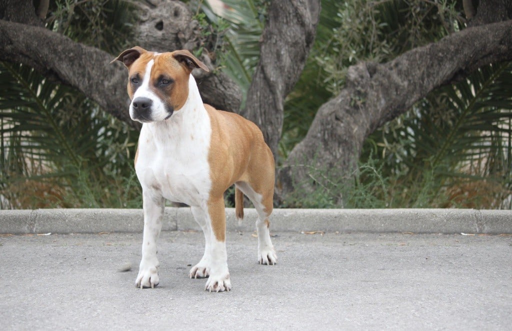 Burning Staff Shinning colors genius ast