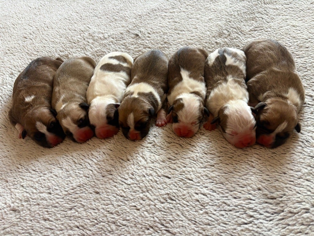 American Staffordshire Terrier - Burning Staff