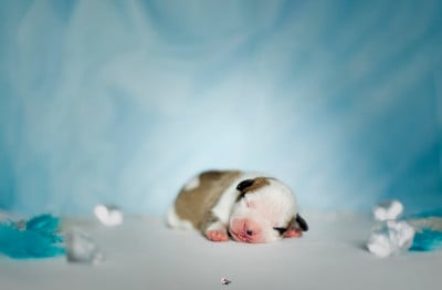 American Staffordshire Terrier