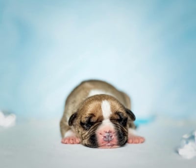 CHIOT 3 - American Staffordshire Terrier