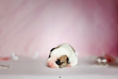 CHIOT 4 - American Staffordshire Terrier