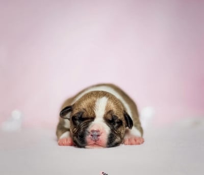 CHIOT 6 - American Staffordshire Terrier