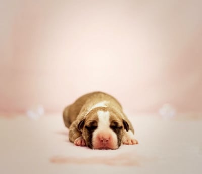 CHIOT 7 - American Staffordshire Terrier