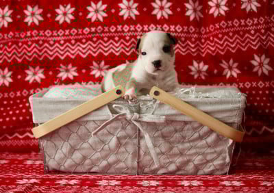 Les chiots de American Staffordshire Terrier