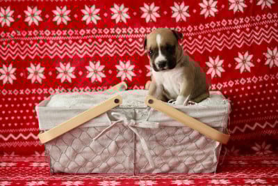 Les chiots de American Staffordshire Terrier