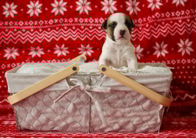 Les chiots de American Staffordshire Terrier