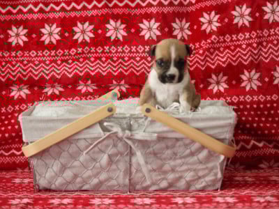 Les chiots de American Staffordshire Terrier