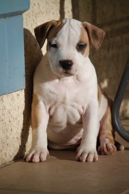 Les chiots de American Staffordshire Terrier