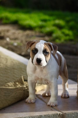 Les chiots de American Staffordshire Terrier
