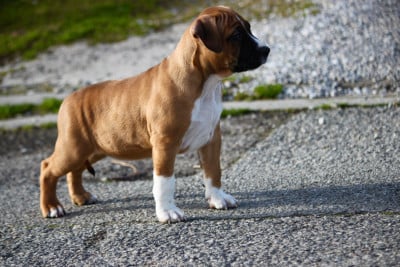 Les chiots de American Staffordshire Terrier