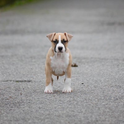 Les chiots de American Staffordshire Terrier