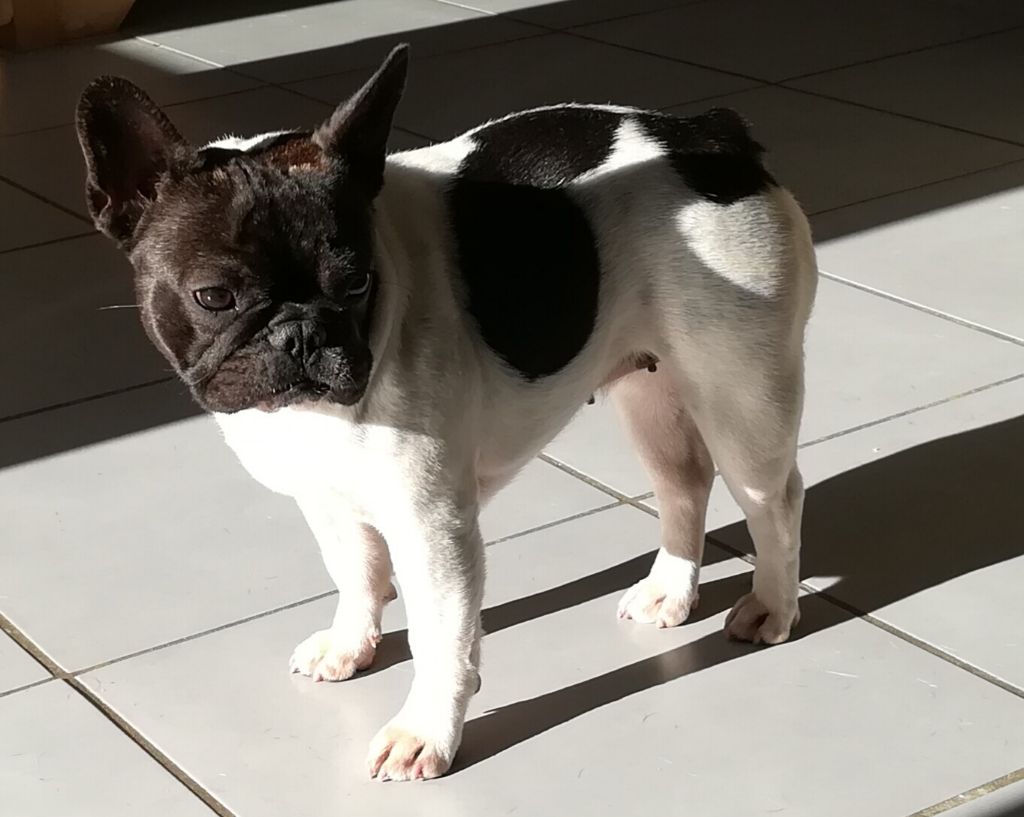 Publication : Des Boulinous Du Grand Large